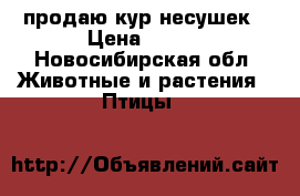 продаю кур несушек › Цена ­ 220 - Новосибирская обл. Животные и растения » Птицы   